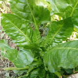 Perpetual Spinach Swiss Chard seed packet