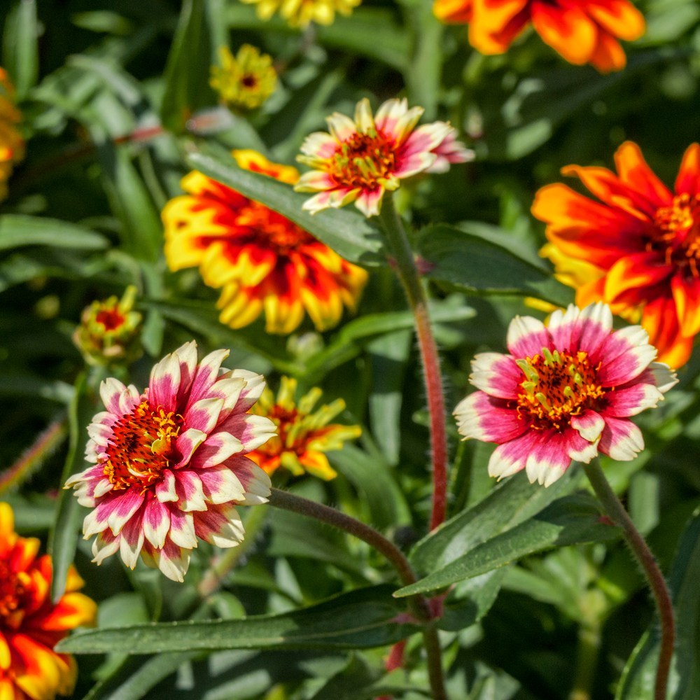 Seed packet for persian carpet zinnia seeds