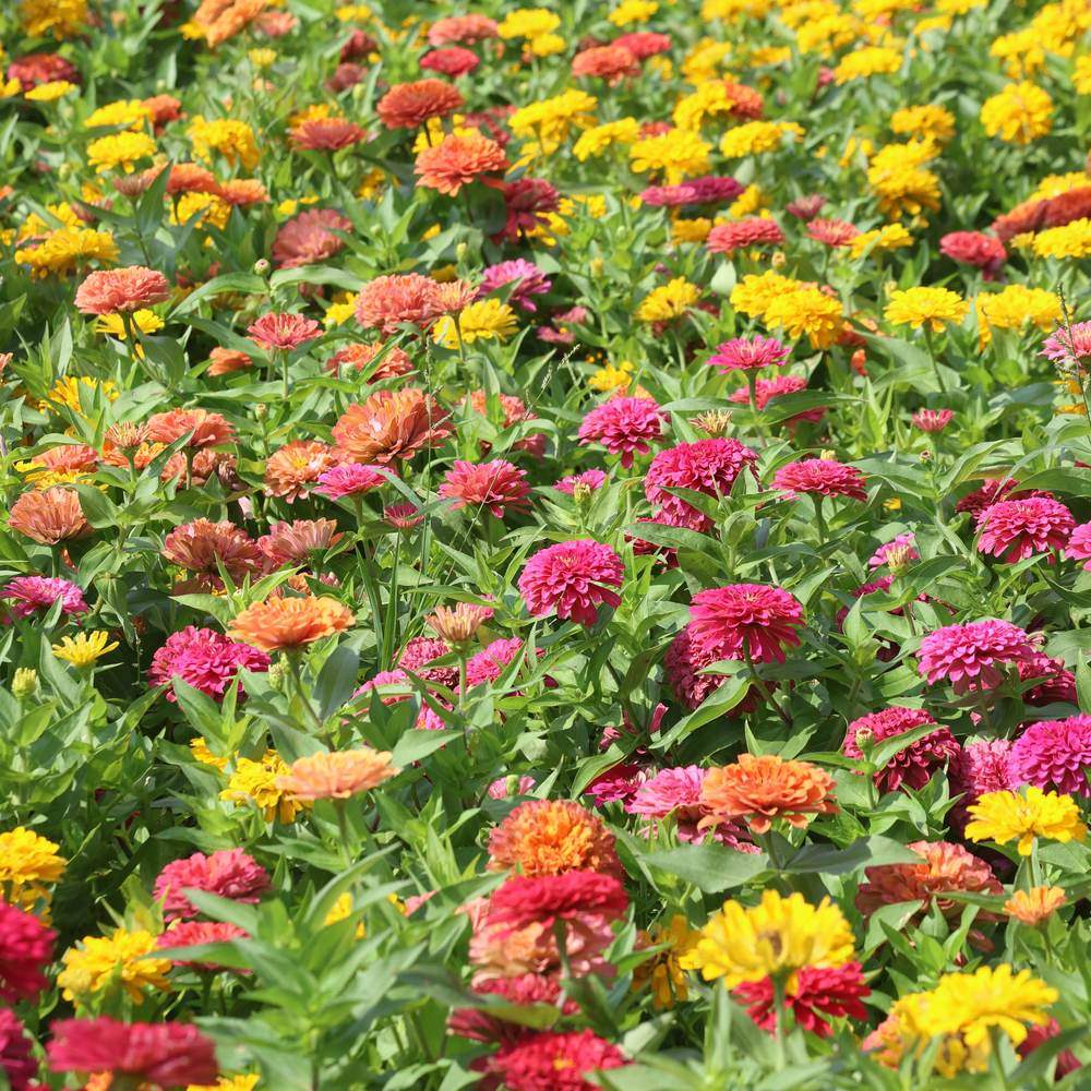 Seed packet for peruvian zinnia blend seeds