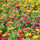 Seed packet for peruvian zinnia blend seeds