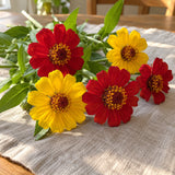 Peruvian Zinnia Blend Seeds harvest up close