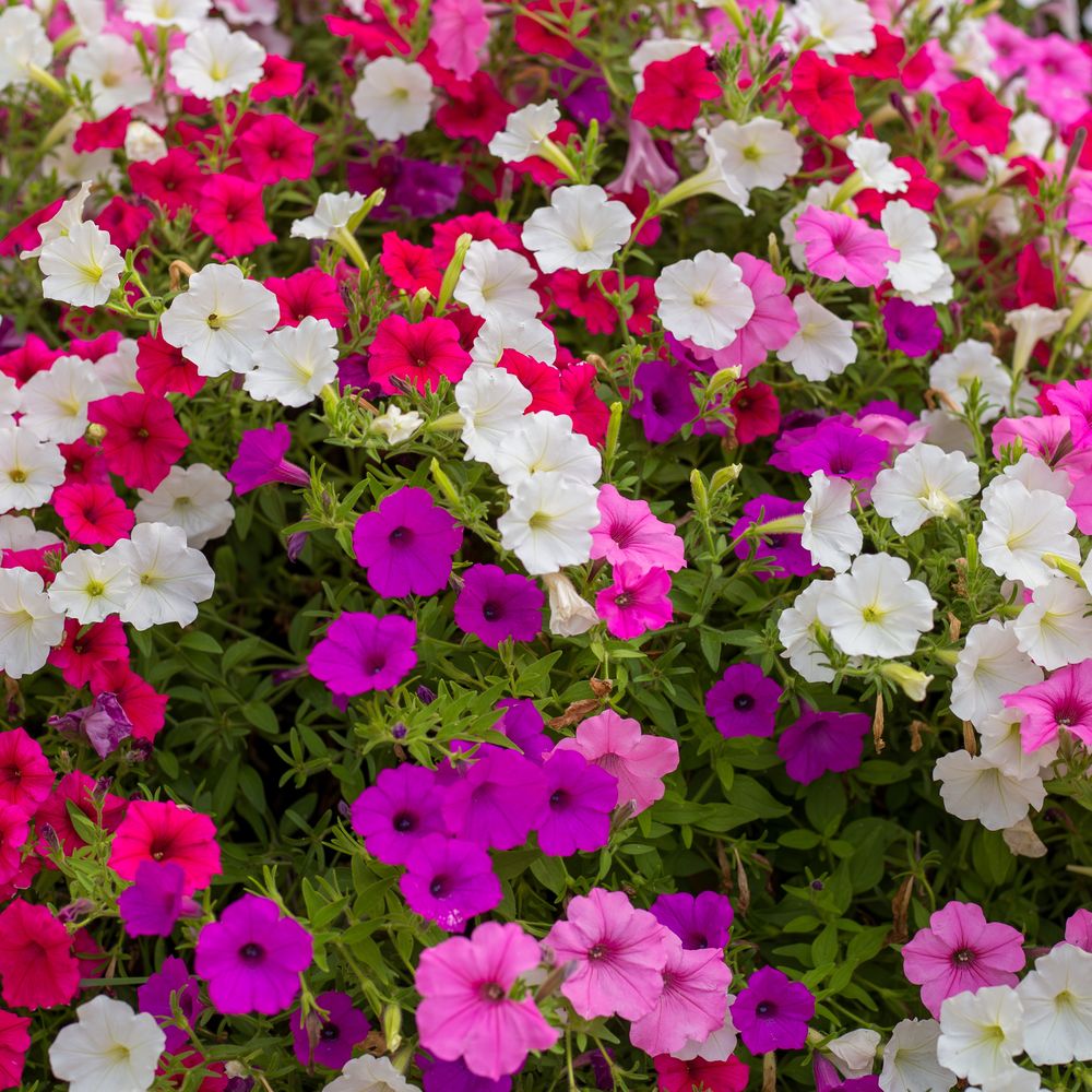 Seed packet for petite charmer petunia blend seeds
