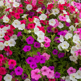 Seed packet for petite charmer petunia blend seeds