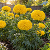 Phyllis African Marigold Seeds growing in a home garden