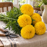 Phyllis African Marigold Seeds harvest up close