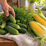 Pickling Seed Trio Dill Cucumber Corn harvest up close