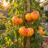 Pineapple Pole Tomato Seeds growing in a home garden