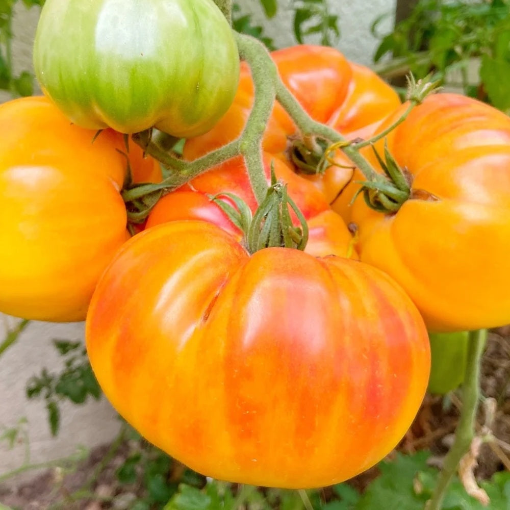 Seed packet for pineapple pole tomato seeds