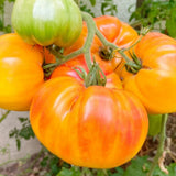 Seed packet for pineapple pole tomato seeds