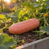 Pink Banana Winter Squash Seeds growing in a home garden