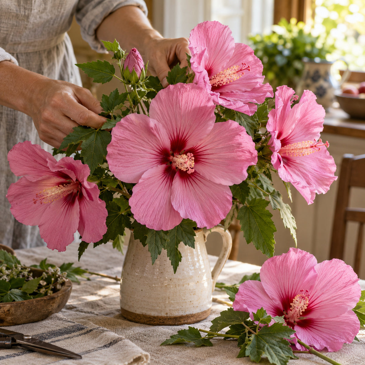 Pink Rose Mallow Seeds harvest up close