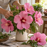 Pink Rose Mallow Seeds harvest up close