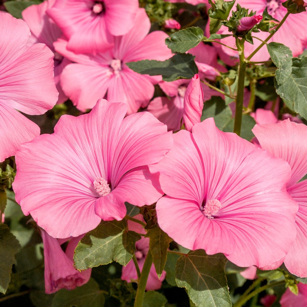 Pink Rose Mallow seed packet