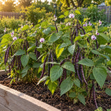 Pinkeye Purple Hull Cowpea Seeds growing in a home garden