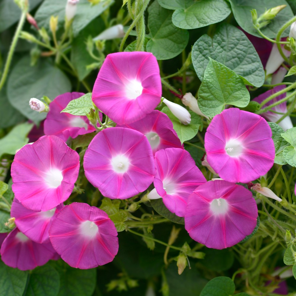 Seed packet for pinwheel morning glory blend seeds