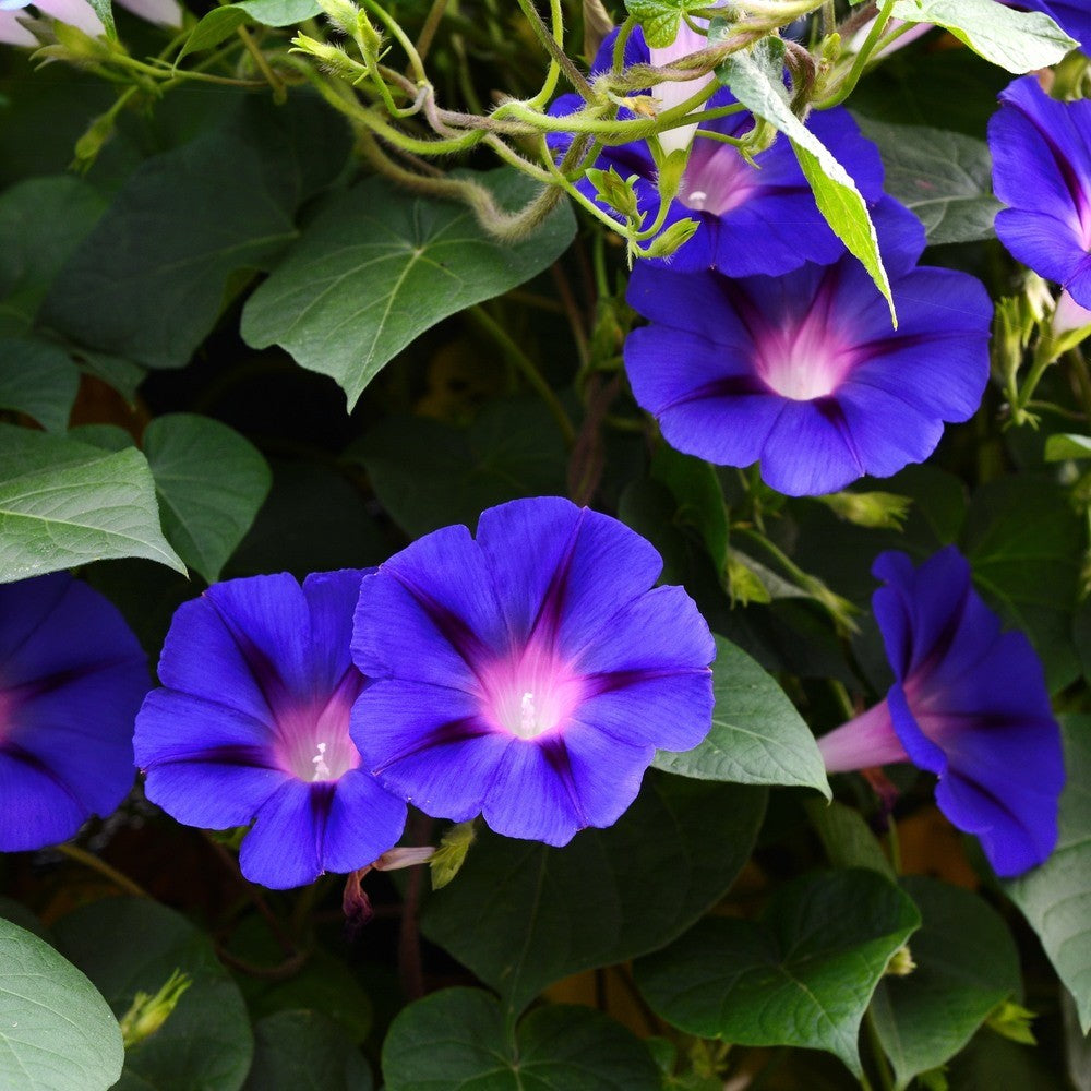 Seed packet for pinwheel morning glory blend seeds