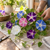 Pinwheel Morning Glory Blend Seeds harvest up close