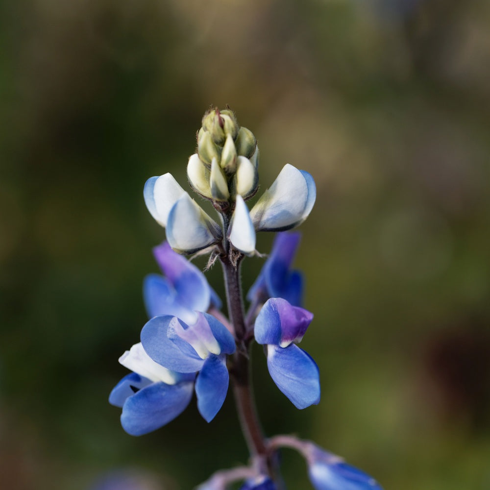 Seed packet for pixie delight lupine seeds