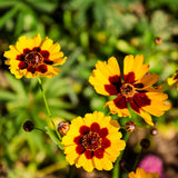 Seed packet for plains coreopsis seeds