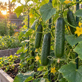 Poinsett 76 Cucumber Seeds growing in a home garden