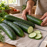 Poinsett 76 Cucumber Seeds harvest up close