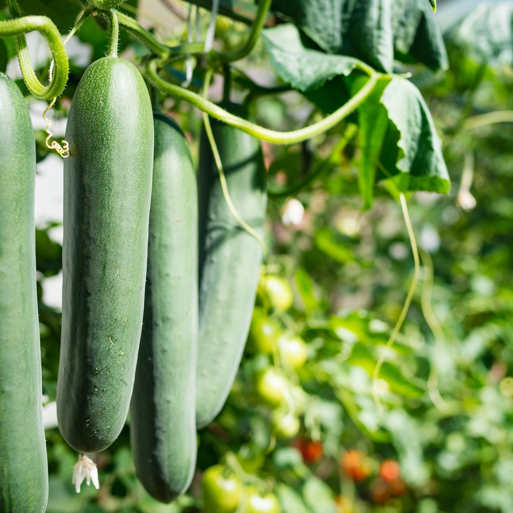 Seed packet for poinsett 76 cucumber seeds