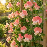Princess Elizabeth Sweet Pea Seeds growing in a home garden
