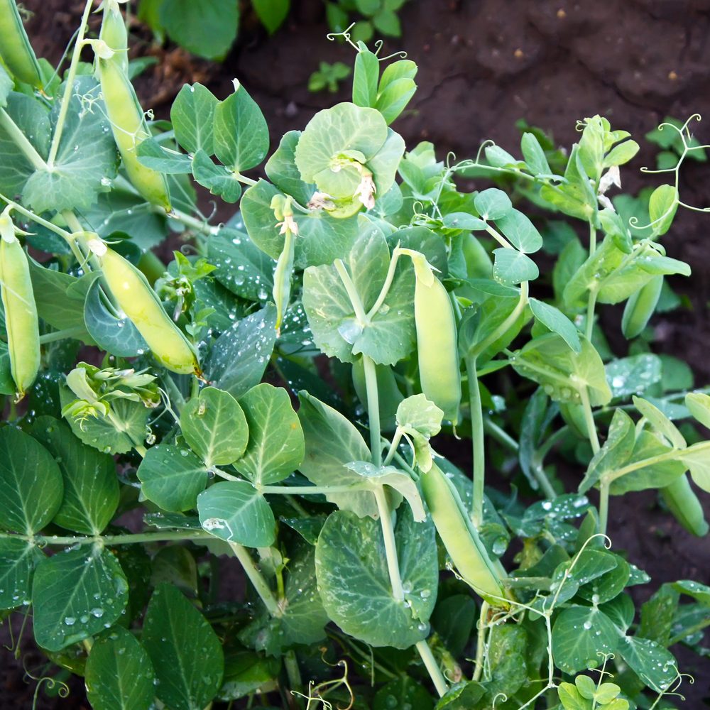 Seed packet for progress 9 shelling pea seeds