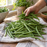 Provider Bush Bean Seeds harvest up close