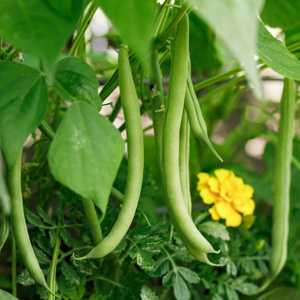 Seed packet for provider bush bean seeds