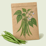 Kraft seed packet illustrated with Provider Bush Bean, with fresh Provider Bush Bean beside it