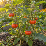 Pumpkin on a Stick Seeds growing in a home garden