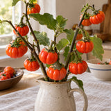 Pumpkin on a Stick Seeds harvest up close