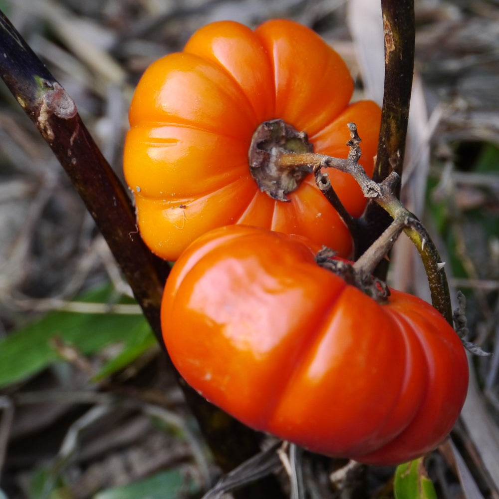 Seed packet for pumpkin on a stick seeds