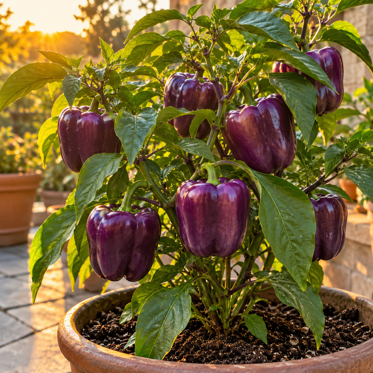 Purple Beauty Sweet Pepper Seeds growing in a home garden