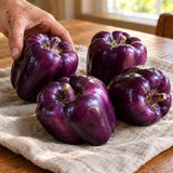 Purple Beauty Sweet Pepper Seeds harvest up close