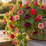 Purple Emperor Trailing Nasturtium Seeds growing in a home garden