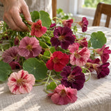 Purple Emperor Trailing Nasturtium Seeds harvest up close