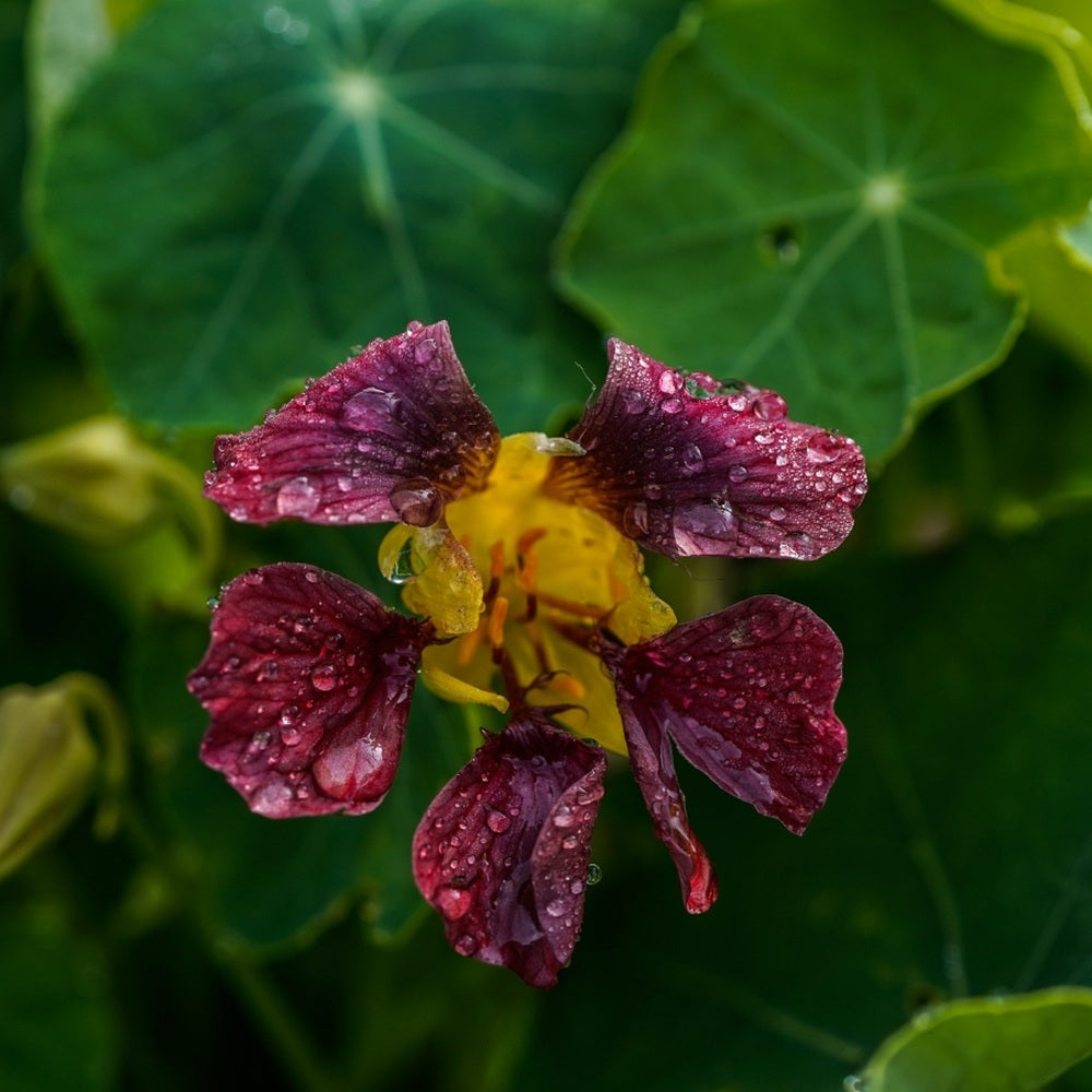 Product image of purple emperor trailing nasturtium seeds