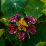 Product image of purple emperor trailing nasturtium seeds