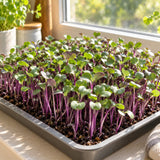 Purple Kohlrabi Sprouts Seeds growing in a home garden