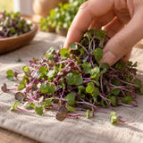 Purple Kohlrabi Sprouts Seeds harvest up close