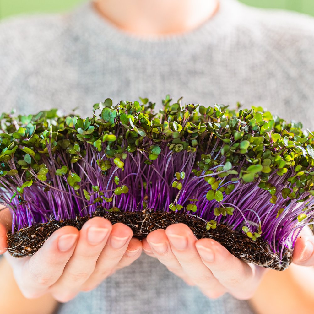 Seed packet for purple kohlrabi sprouts seeds