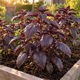 Purple Petra Basil Seeds growing in a home garden