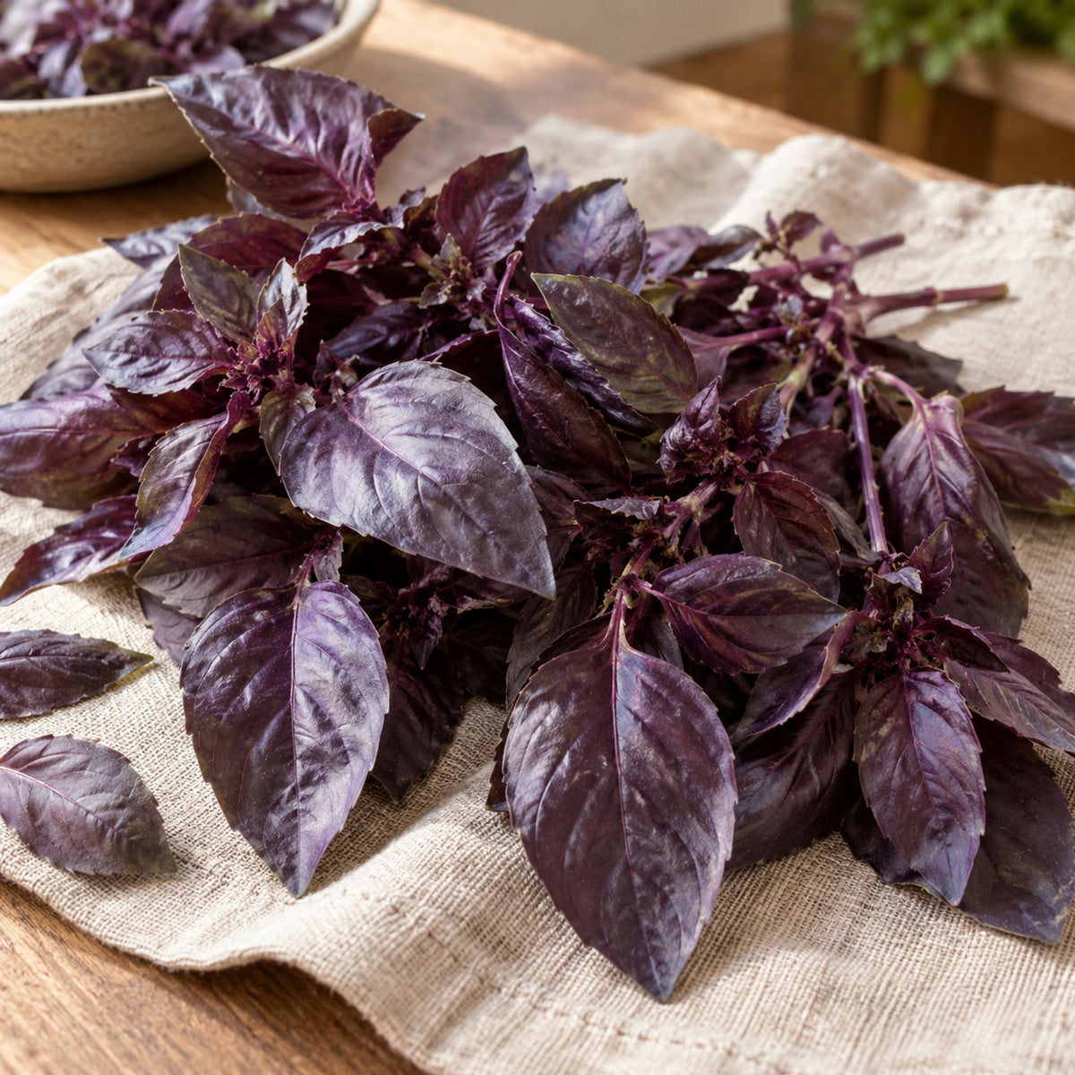 Purple Petra Basil Seeds harvest up close