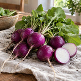 Purple Plum Radish Seeds harvest up close