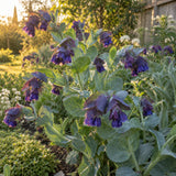 Purple Tear Honeywort Seeds growing in a home garden