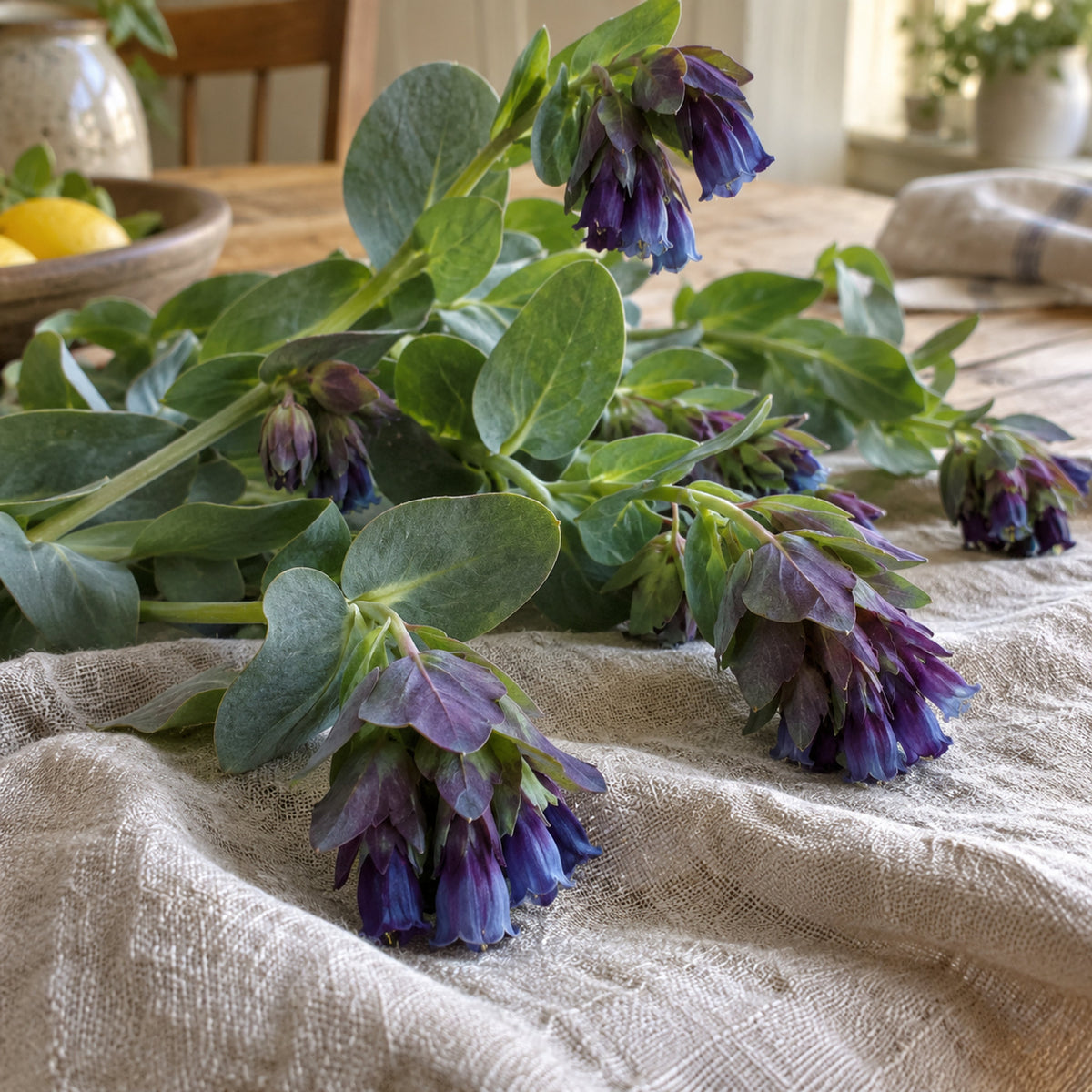 Purple Tear Honeywort Seeds harvest up close