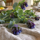 Purple Tear Honeywort Seeds harvest up close