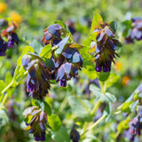 Seed packet for purple tear honeywort seeds